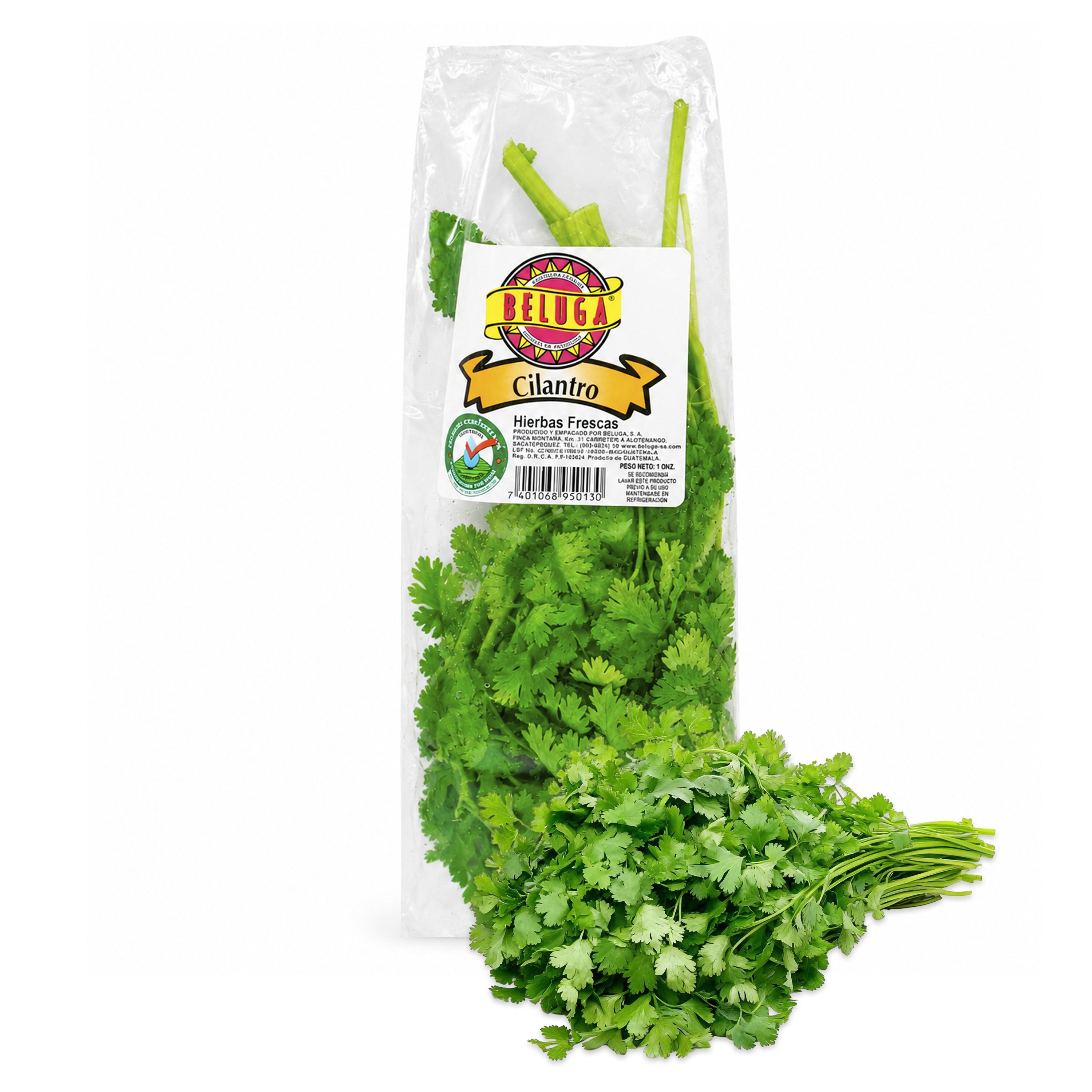 Cilantro Fresco Beluga