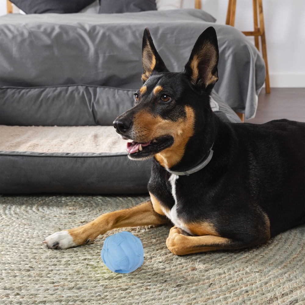 Vibrant Life Pelota Alim Seco Blue Berry